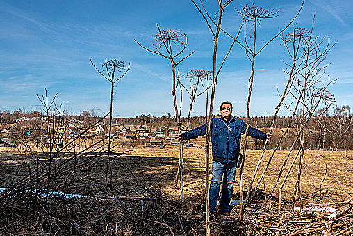 This is what giant hogweed looks like when it dies. (Getty Images)